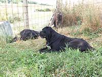 cane corso grey